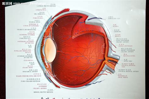 各種眼睛|10秒認識眼球構造